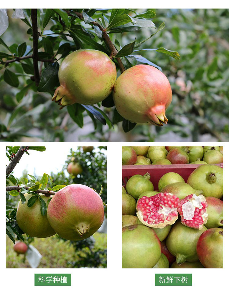 限时特价四川大凉山会理青皮石榴3斤大果单果约350g国家地理标志产品