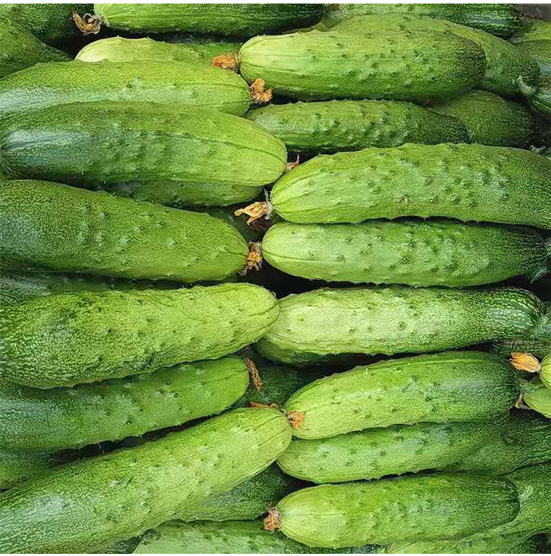 山东海阳翠玉黄瓜 现摘现发新鲜蔬菜 5斤