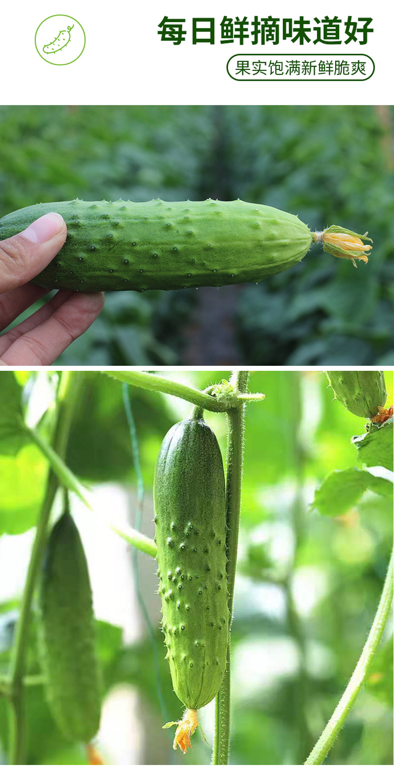 山东海阳翠玉黄瓜 现摘现发新鲜蔬菜 5斤