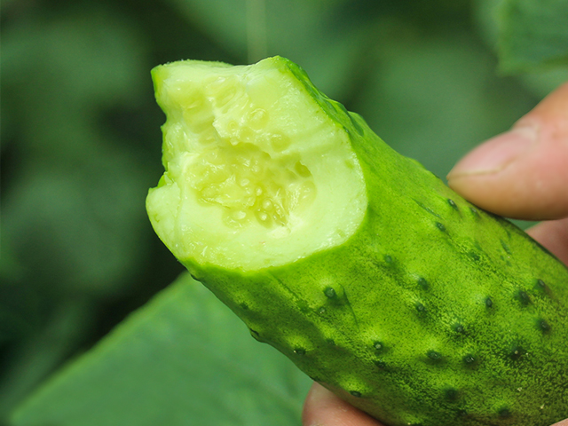 山东海阳翠玉黄瓜 现摘现发新鲜蔬菜 5斤