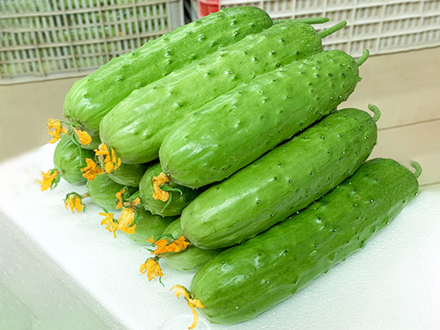 山东海阳翠玉黄瓜 现摘现发新鲜蔬菜 5斤