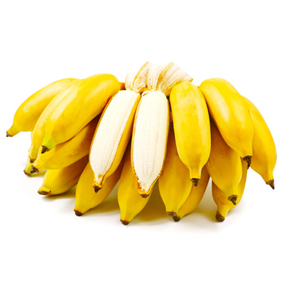 贵州册亨糯米蕉香蕉 现摘现发 5斤